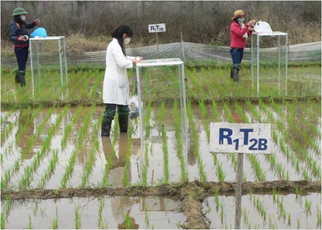 Đánh giá mức độ phát thải CH4 từ đất phù sa sông hồng và đất xám bạc màu trồng lúa ở miền bắc Việt Nam 