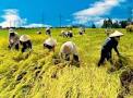 HTX kiểu mới: Giải pháp đột phá phát triển nông nghiệp Việt Nam